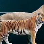 Лев И Тигр Сравнение