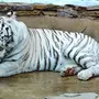 Бенгальские тигры для закладки