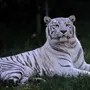 Бенгальские Тигры Для Закладки