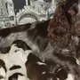 Собака русский спаниель