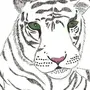 Тигр Простой Рисунок