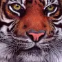 Рисунок Тигра Для Срисовки
