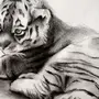 Тигр рисунок карандашом