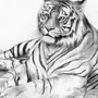 Категория Тигры