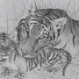 Тигр рисунок карандашом