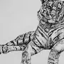 Тигр Рисунок Карандашом