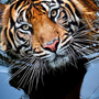 Картинки На Телефон На Заставку Тигры