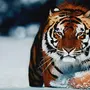 Картинки на телефон на заставку тигры