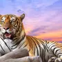 Картинки на телефон на заставку тигры