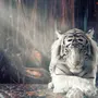 Скачать картинку белого тигра
