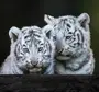 Скачать картинку белого тигра