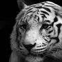 Скачать Картинку Белого Тигра
