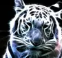 Скачать Картинку Белого Тигра