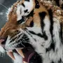 Тигр На Аватарку