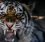 Злой тигр
