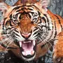 Злой тигр