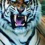 Злой Тигр