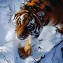 Тигр В Снегу