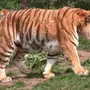 Туранский тигр