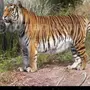 Туранский Тигр