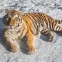 Сибирский тигр