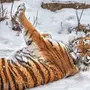 Амурский тигренок