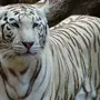 Бенгальский Тигр