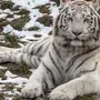 Белый амурский тигр
