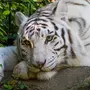 Белый Амурский Тигр