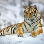 Белый Амурский Тигр