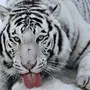 Белый амурский тигр