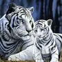 Белый тигр рисунок