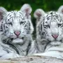 Белый Тигр В Хорошем Качестве