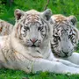Белый тигр в хорошем качестве