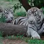 Белый Тигр В Хорошем Качестве