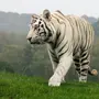Белый тигр в хорошем качестве