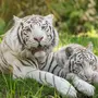 Белый Тигр Картинки