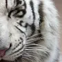 Белый тигр картинки