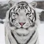 Белый Тигр Картинки