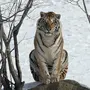 Амурский Тигр В Хорошем Качестве