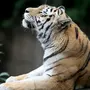 Амурский тигр в хорошем качестве