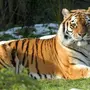 Амурский Тигр В Хорошем Качестве