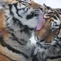 Тигры Обнимаются Картинки