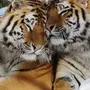 Тигры Обнимаются Картинки