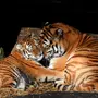 Тигры обнимаются картинки
