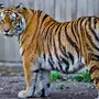 Тигр в хорошем качестве