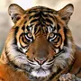 Тигр В Хорошем Качестве