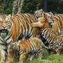 Тигрица с тигренком картинки