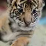Картинки тигрята милые