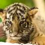 Картинки Тигрята Милые